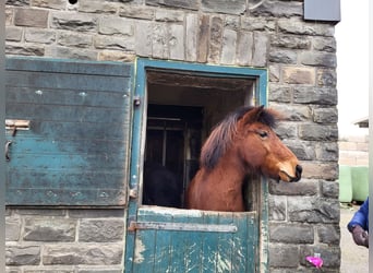 Icelandic Horse, Mare, 11 years, 13,2 hh, Brown