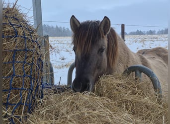 Icelandic Horse, Mare, 11 years, 13,2 hh, Dun