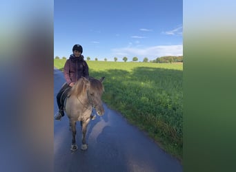 Icelandic Horse, Mare, 11 years, 13,2 hh, Dun