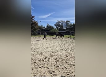 Icelandic Horse, Mare, 11 years, 13,2 hh