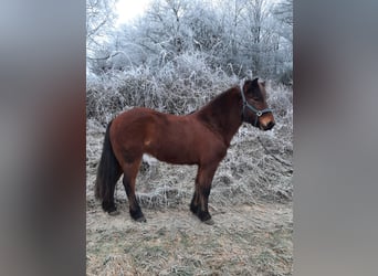Icelandic Horse, Mare, 11 years, 13,3 hh, Brown