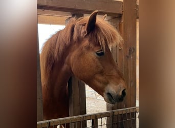 Icelandic Horse, Mare, 11 years, 13,3 hh, Chestnut-Red