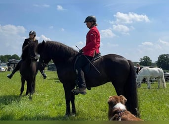 Islandpferd, Stute, 11 Jahre, 14,1 hh, Rappe