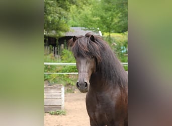 Islandpferd, Stute, 11 Jahre, 14,1 hh, Rappe