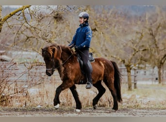 Icelandic Horse, Mare, 11 years, 14.1 hh, Black