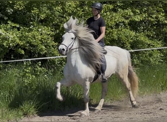 Icelandic Horse, Mare, 11 years, 14.1 hh, Grey