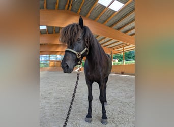 Icelandic Horse, Mare, 11 years, 14 hh, Black