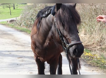 Icelandic Horse, Mare, 11 years, 14 hh, Black