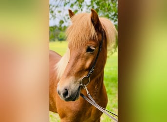Icelandic Horse, Mare, 11 years, 14 hh, Chestnut-Red