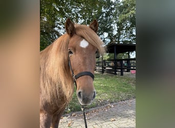 Icelandic Horse, Mare, 11 years, 14 hh, Chestnut-Red