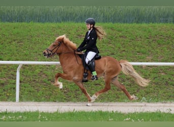 Icelandic Horse, Mare, 11 years, Chestnut-Red