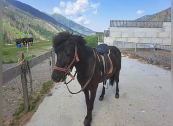 Icelandic Horse, Mare, 11 years