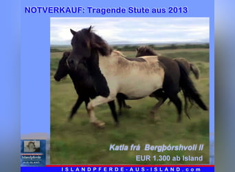 Icelandic Horse, Mare, 11 years, Pinto