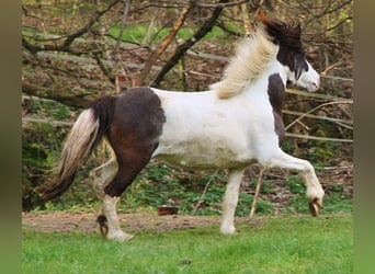Icelandic Horse, Mare, 11 years, Pinto