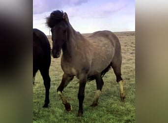 Icelandic Horse, Mare, 11 years, Pinto