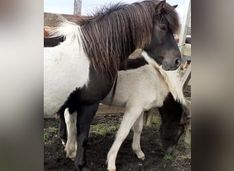 Islandpferd, Stute, 11 Jahre, Schecke