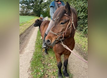 Icelandic Horse, Mare, 12 years, 13,1 hh, Brown