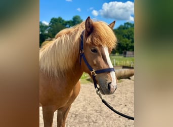 Icelandic Horse, Mare, 12 years, 13.1 hh, Chestnut-Red