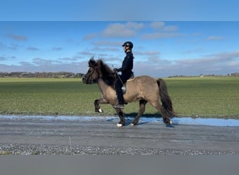 Icelandic Horse, Mare, 12 years, 13.1 hh, Dun