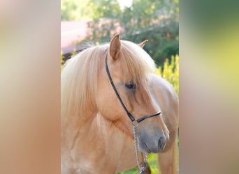 Icelandic Horse, Mare, 12 years, 13.1 hh, Dun