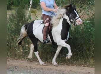 Icelandic Horse, Mare, 12 years, 13.1 hh, Pinto