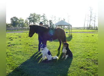 Icelandic Horse, Mare, 12 years, 13,2 hh, Brown