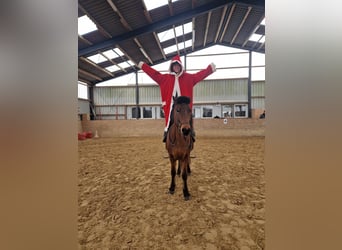 Icelandic Horse, Mare, 12 years, 13,2 hh, Brown