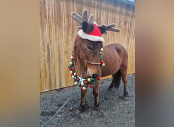 Icelandic Horse, Mare, 12 years, 13,2 hh, Brown