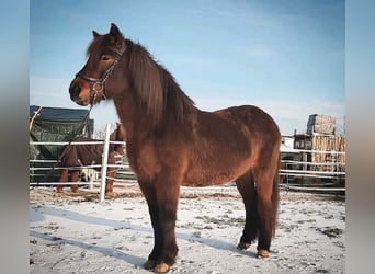 Icelandic Horse, Mare, 12 years, 13.2 hh, Brown