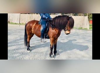 Icelandic Horse, Mare, 12 years, 13.2 hh, Brown