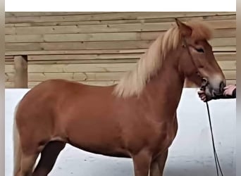Icelandic Horse, Mare, 12 years, 13.2 hh, Chestnut
