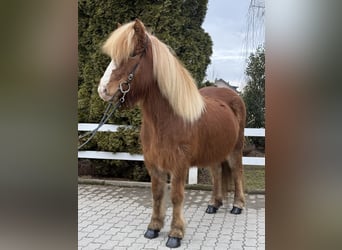 Icelandic Horse, Mare, 12 years, 13.2 hh, Chestnut-Red