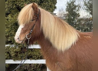 Icelandic Horse, Mare, 12 years, 13.2 hh, Chestnut-Red
