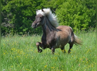 Icelandic Horse, Mare, 12 years, 13.2 hh