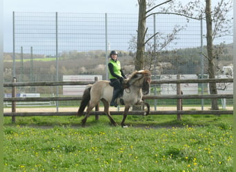 Icelandic Horse, Mare, 12 years, 13.2 hh, Dun