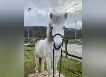 Icelandic Horse, Mare, 12 years, 13.2 hh, Gray