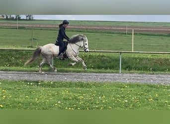 Icelandic Horse, Mare, 12 years, 13.2 hh, Gray