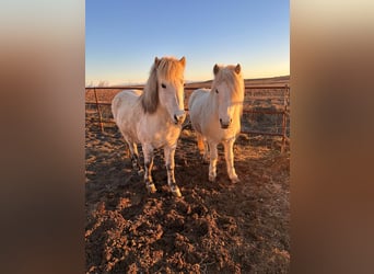 Icelandic Horse, Mare, 12 years, 13.2 hh, Grey