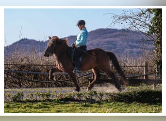 Icelandic Horse, Mare, 12 years, 13.2 hh, Grey