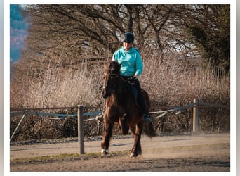 Icelandic Horse, Mare, 12 years, 13.2 hh, Grey
