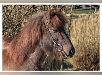 Icelandic Horse, Mare, 12 years, 13.2 hh, Grey