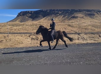 Icelandic Horse, Mare, 12 years, 13.3 hh, Brown