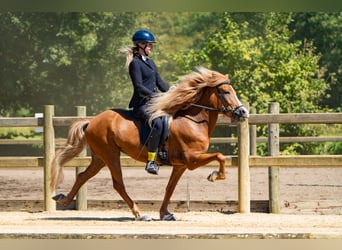 Icelandic Horse, Mare, 12 years, 13.3 hh, Chestnut-Red