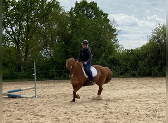 Icelandic Horse, Mare, 12 years, 13,3 hh, Chestnut-Red