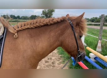 Icelandic Horse, Mare, 12 years, 13,3 hh, Chestnut-Red