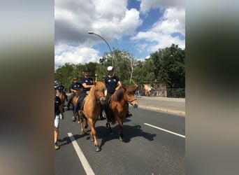 Icelandic Horse, Mare, 12 years, 13,3 hh, Chestnut-Red