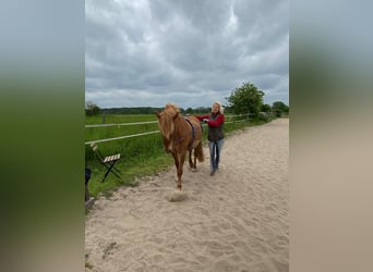 Icelandic Horse, Mare, 12 years, 13,3 hh, Chestnut-Red