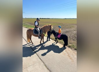 Icelandic Horse, Mare, 12 years, 13,3 hh, Chestnut-Red