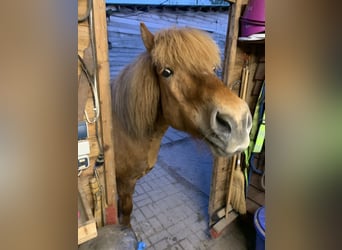 Icelandic Horse, Mare, 12 years, 13,3 hh, Chestnut-Red