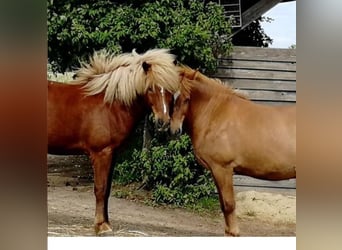 Icelandic Horse, Mare, 12 years, 13,3 hh, Chestnut-Red